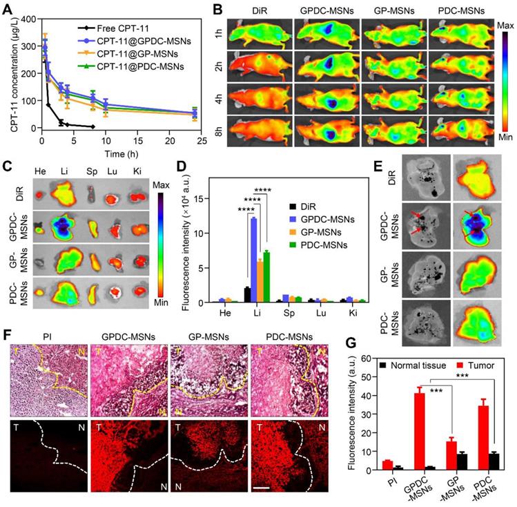 Theranostics Image