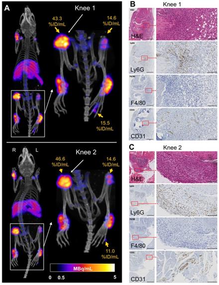 Theranostics Image