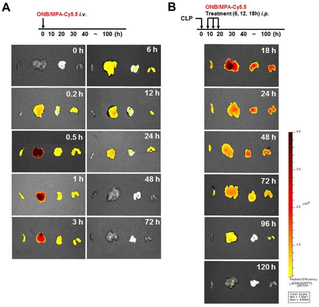 Theranostics Image