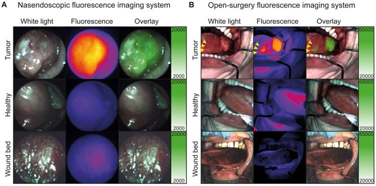 Theranostics Image