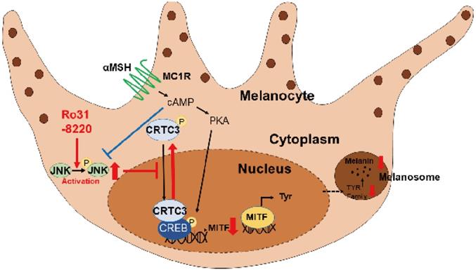 Theranostics Image