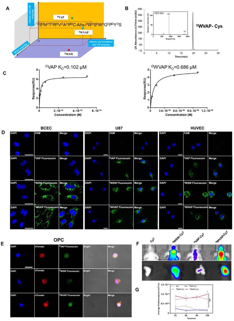 Theranostics Image