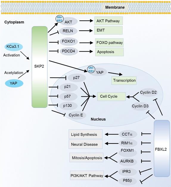 Theranostics Image