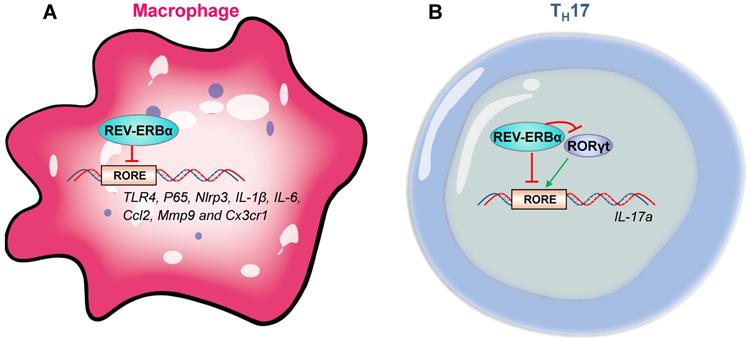 Theranostics Image