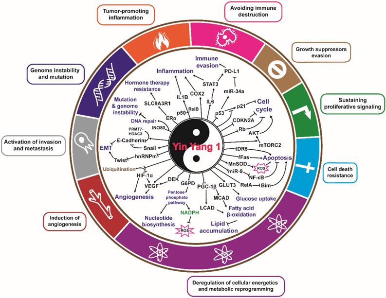 Theranostics Image