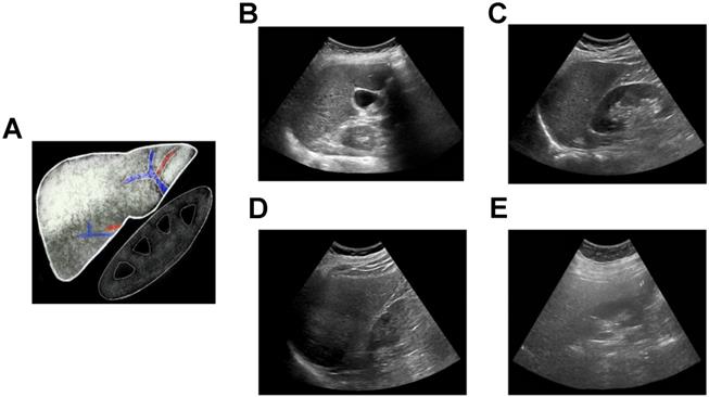 Theranostics Image