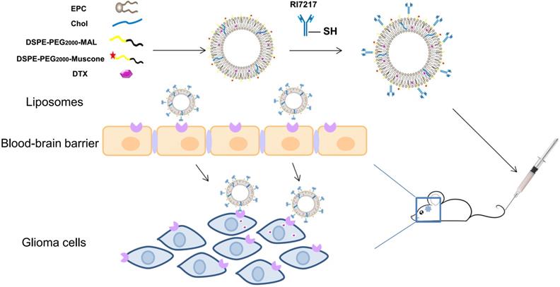 Theranostics Image