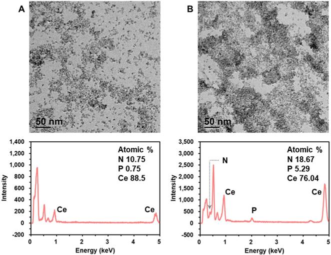 Theranostics Image