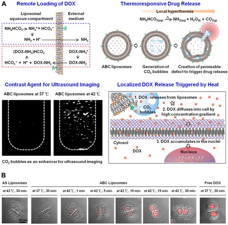 Theranostics Image