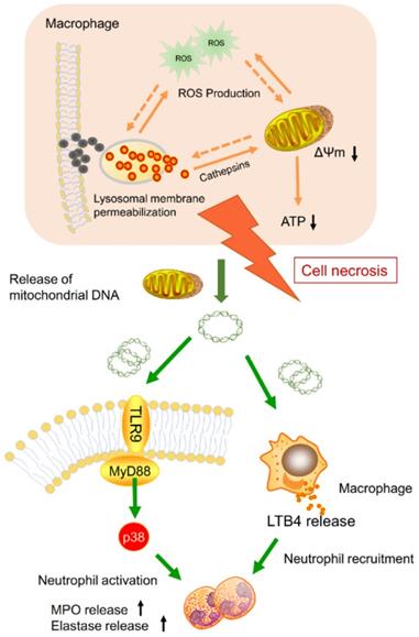 Theranostics Image