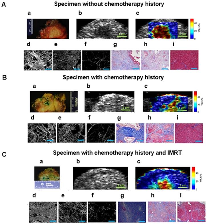 Theranostics Image