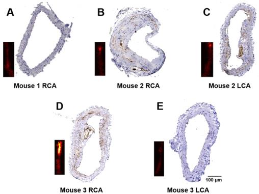 Theranostics Image