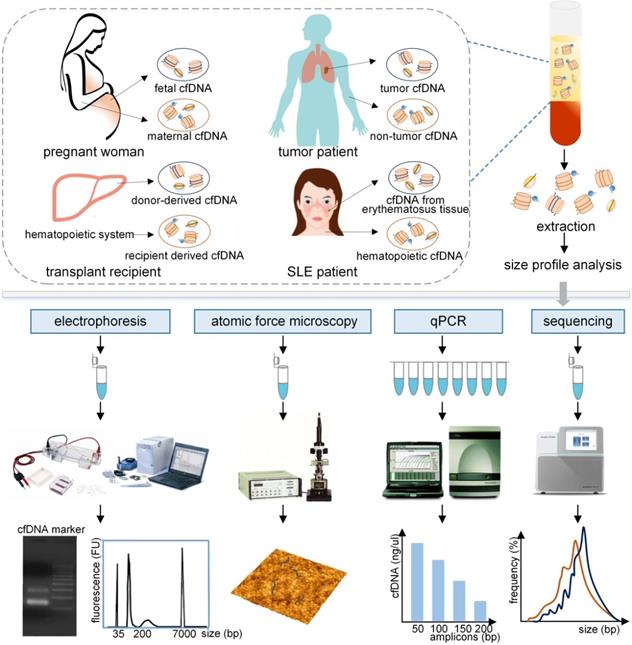 Theranostics Image