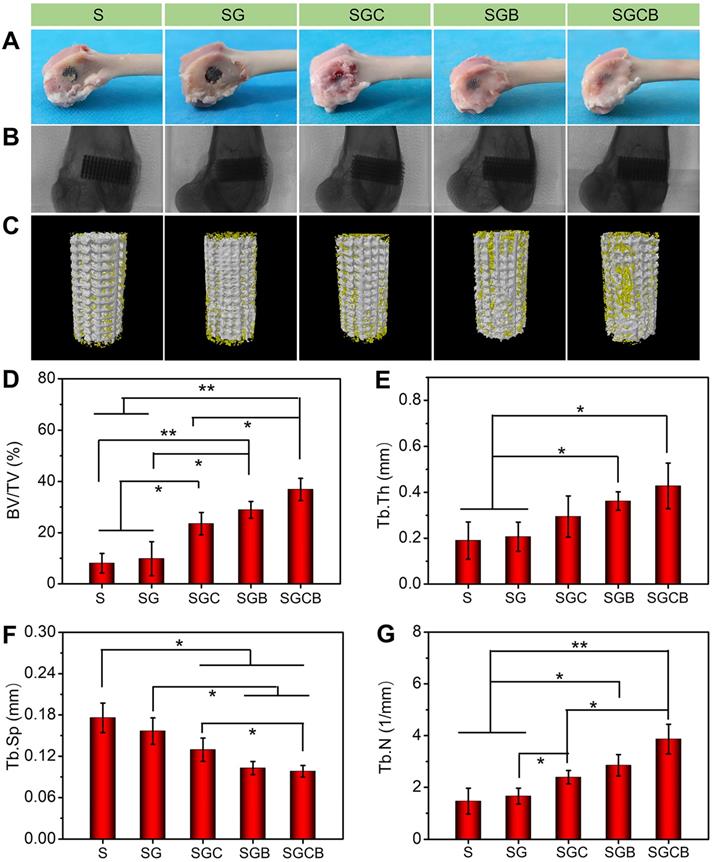 Theranostics Image