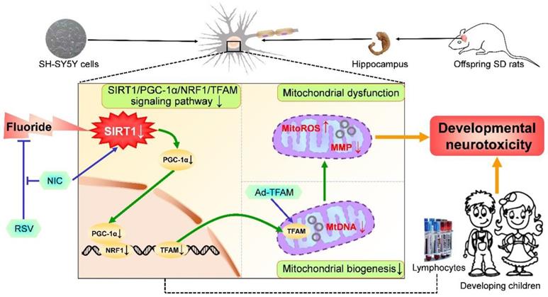 Theranostics Image