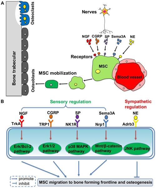 Theranostics Image