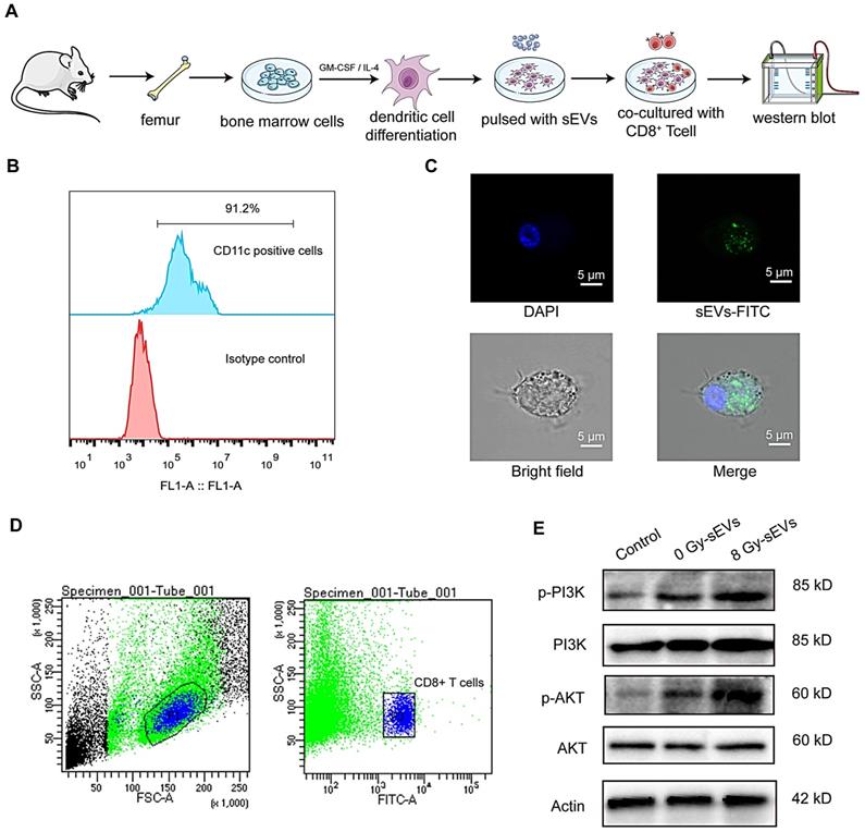 Theranostics Image