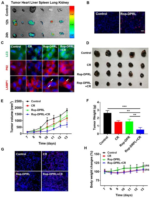 Theranostics Image