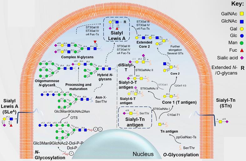 Theranostics Image