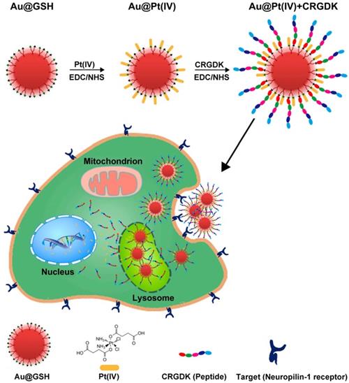 Theranostics Image