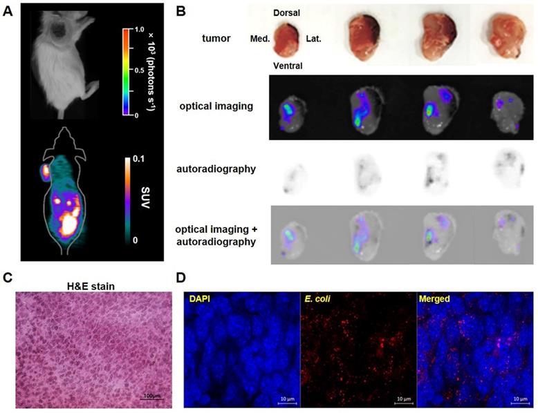 Theranostics Image