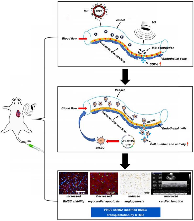 Theranostics Image