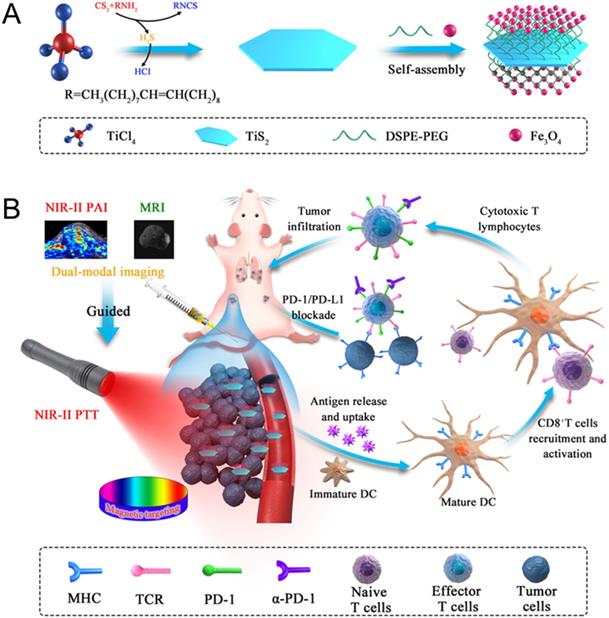 targeted nearinfrared II PA/MR imaging guided photothermal