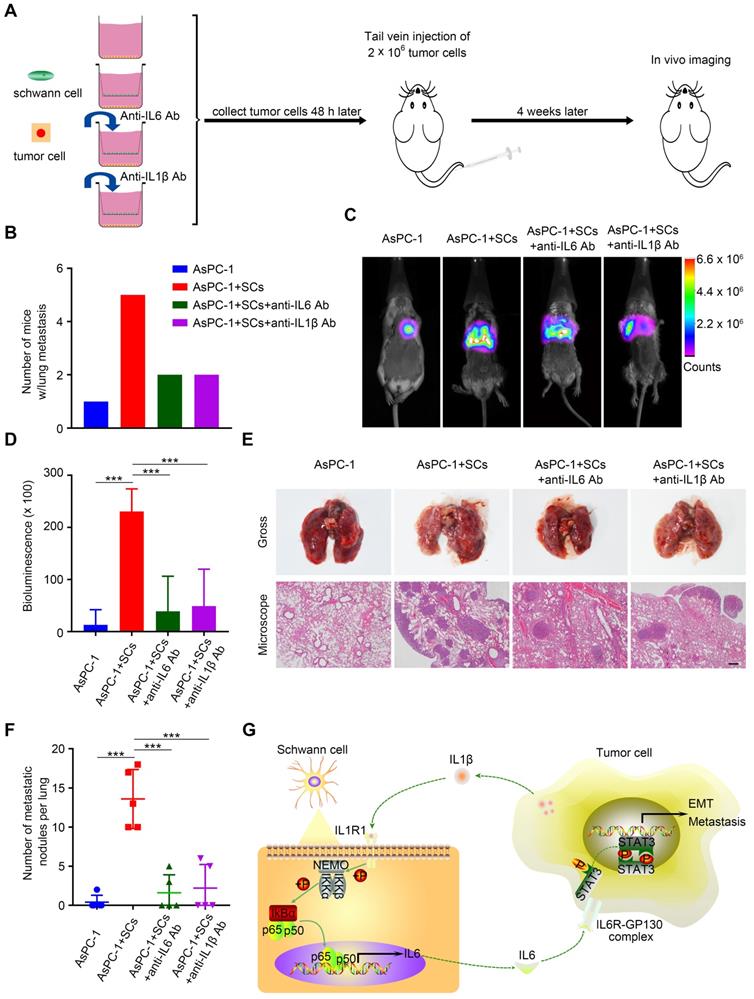 Theranostics Image