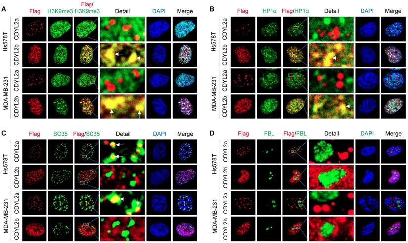 Theranostics Image