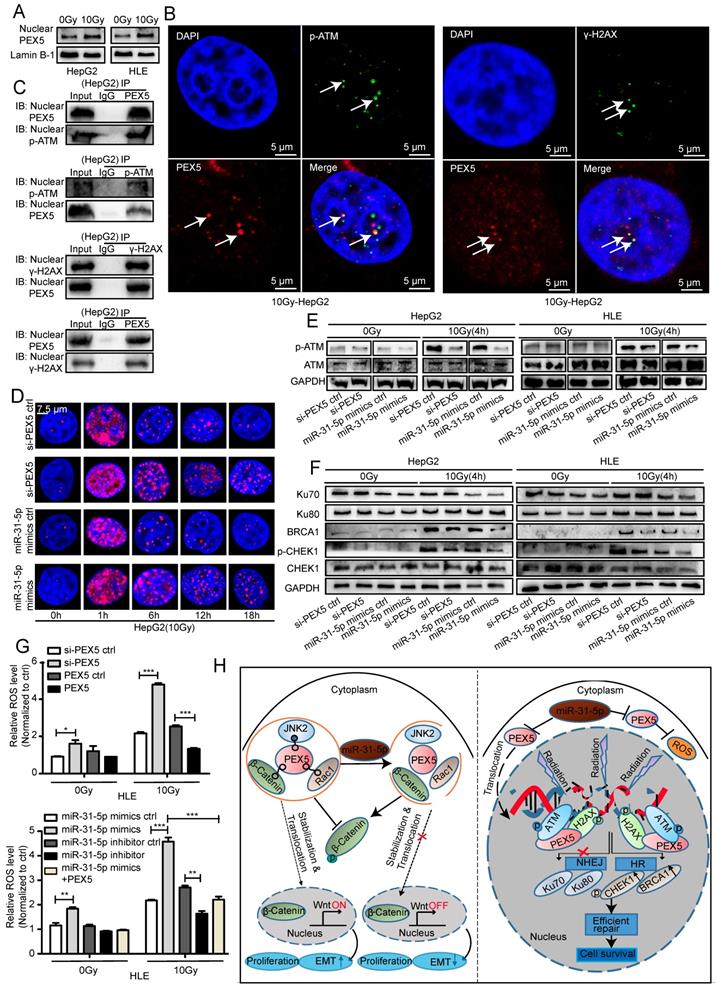 Theranostics Image