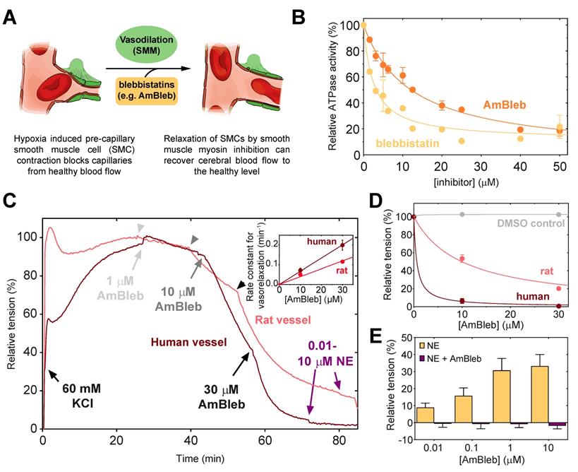 Theranostics Image