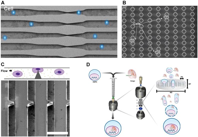 Theranostics Image