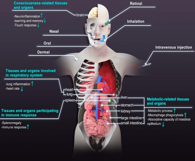 Theranostics Image