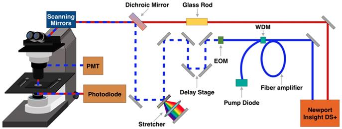 Theranostics Image