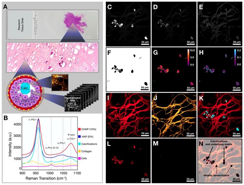 Theranostics Image