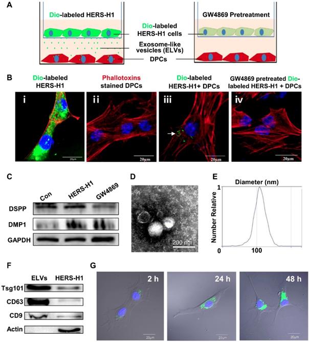 Theranostics Image