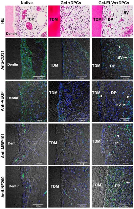 Theranostics Image