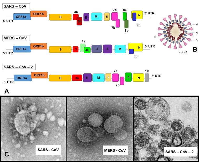 Theranostics Image