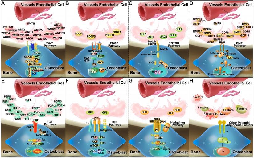 Theranostics Image