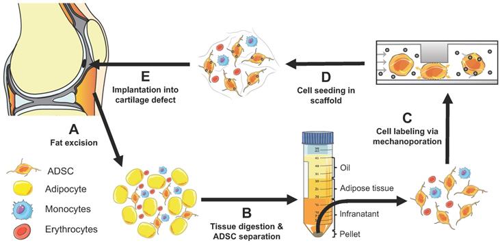 Theranostics Image