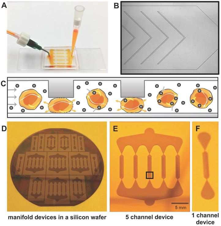 Theranostics Image