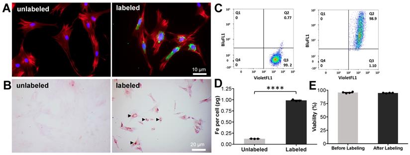 Theranostics Image