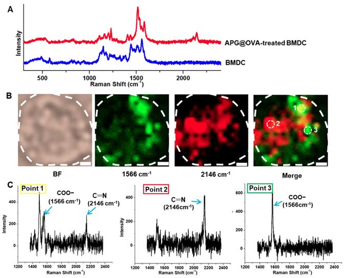 Theranostics Image