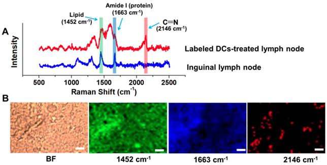 Theranostics Image