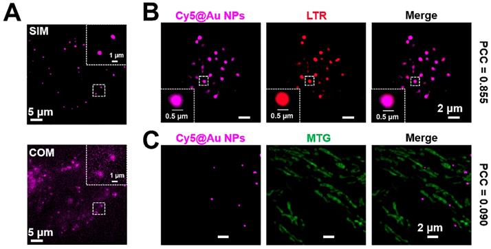 Theranostics Image