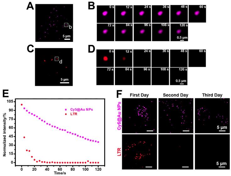 Theranostics Image