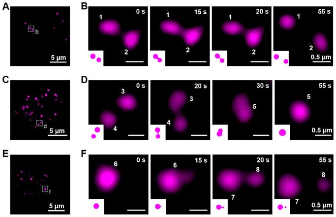 Theranostics Image