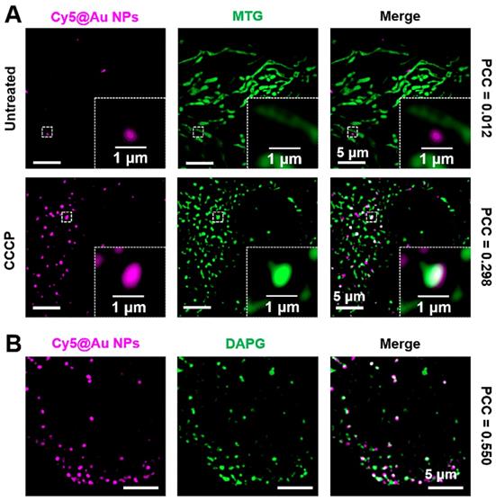 Theranostics Image