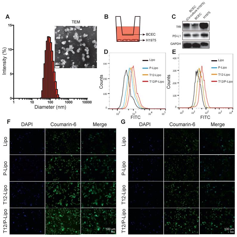 Theranostics Image