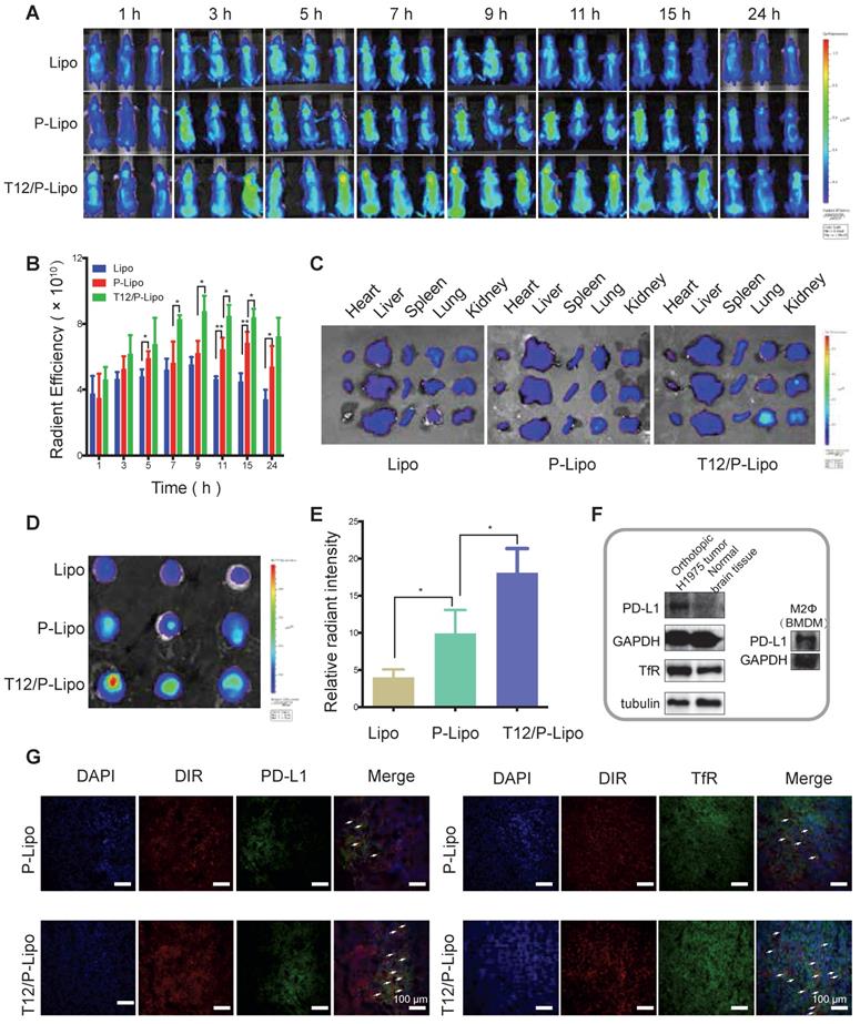 Theranostics Image